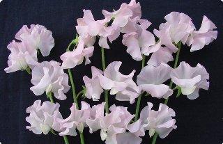 Lathyrus odoratus Alice.jpg